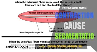 Longitudinal Muscle Contraction: Cause of Segmentation?