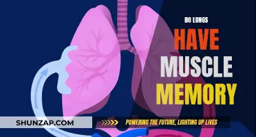 Lungs' Muscle Memory: Fact or Fiction?