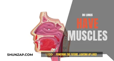 Lungs and Muscles: What's the Connection?