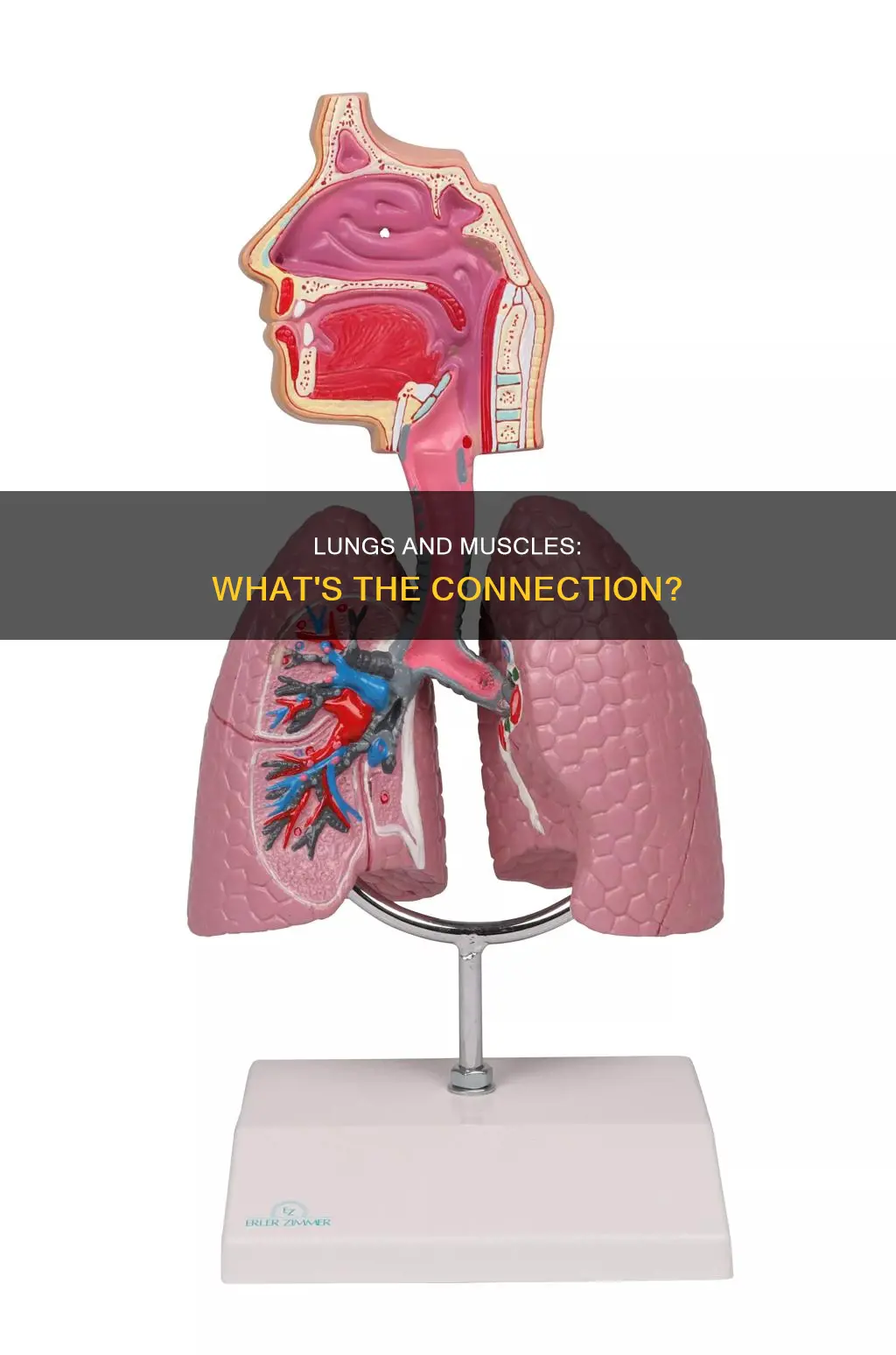 do lungs have muscles