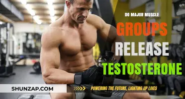 Muscle Groups and Testosterone: Unlocking the Hormonal Connection