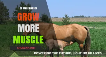 Do Male Horses Develop More Muscle Than Females? Exploring Equine Physiology