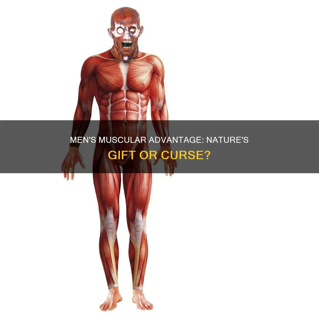 do men have nore muscles