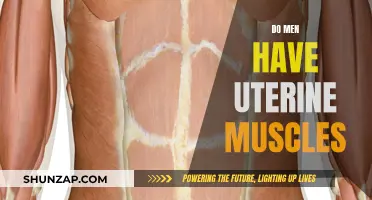 Uterine Muscles: Do Men Have Them Too?