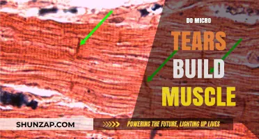 The Truth About Micro Tears and Muscle Growth: What You Need to Know