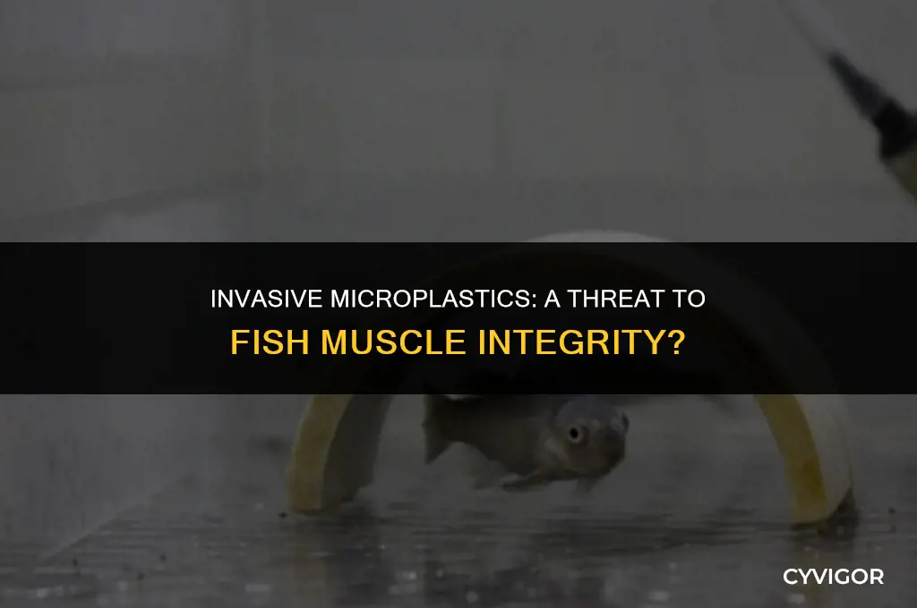 do microplastics get into the muscle of fish