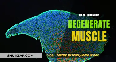 Mitochondria's Role in Muscle Regeneration Explored