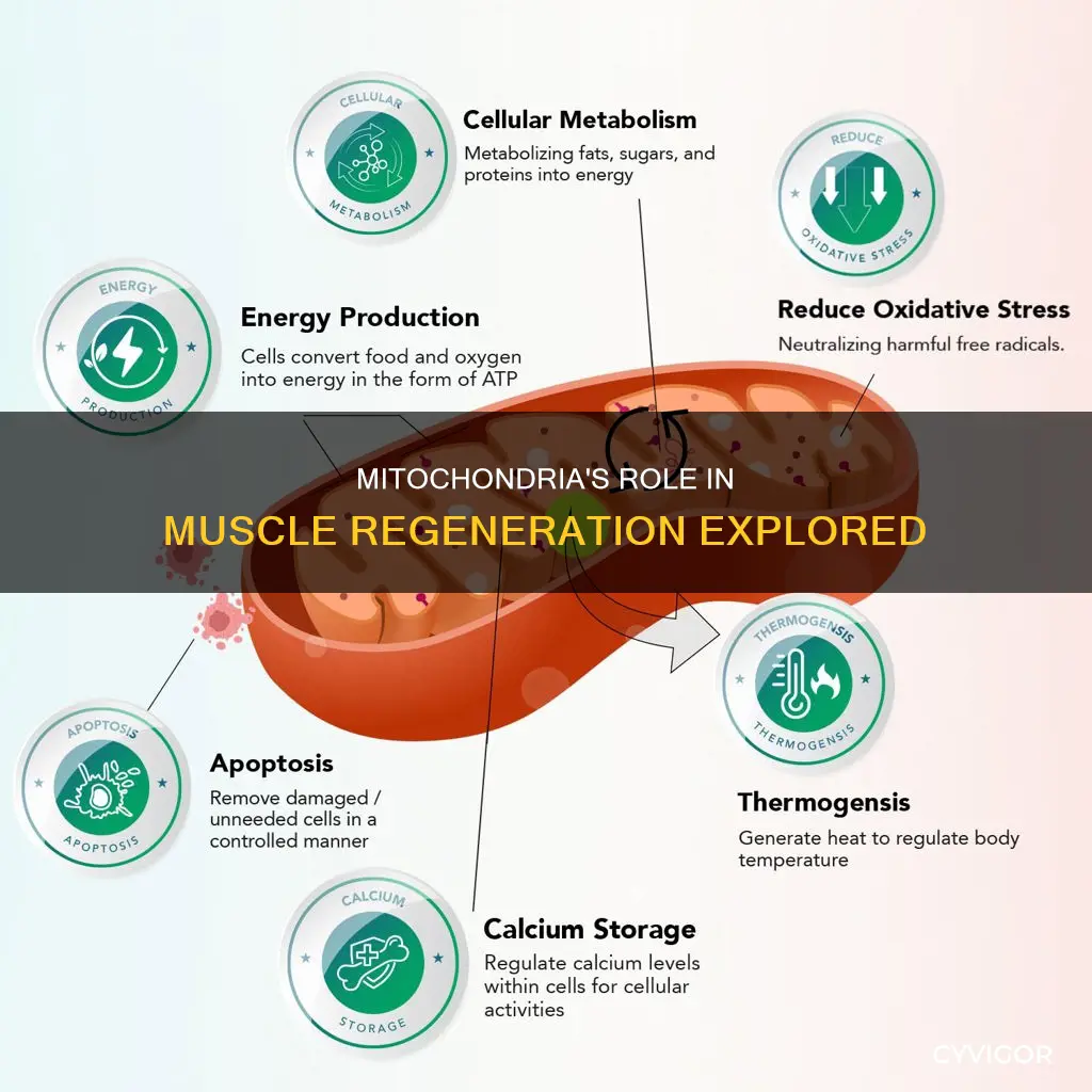 do mitochondria regenerate muscle