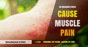 Mosquito Bites: Can They Cause Muscle Pain?