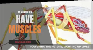 Mosquito Musculature: Understanding the Insect's Movement