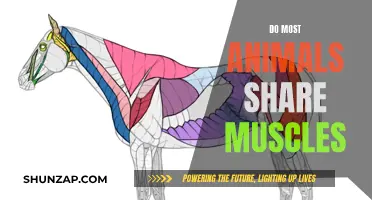What Muscles Do Different Animals Have in Common?