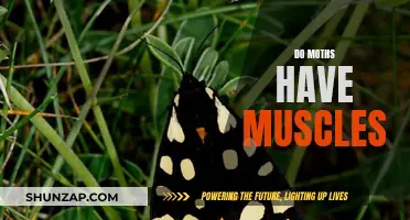 The Muscular System of Moths: An Exploration