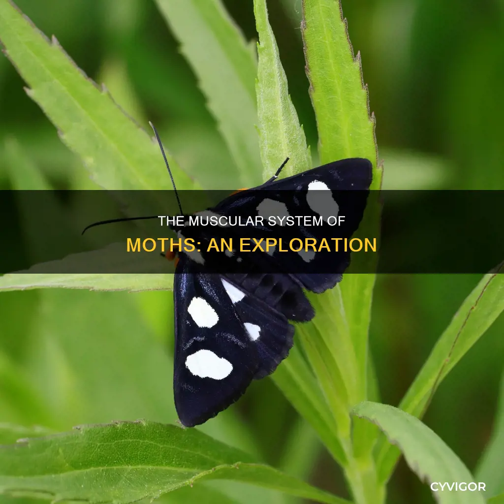 do moths have muscles