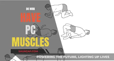 The Mystery of PC Muscles in Men: Do They Exist?