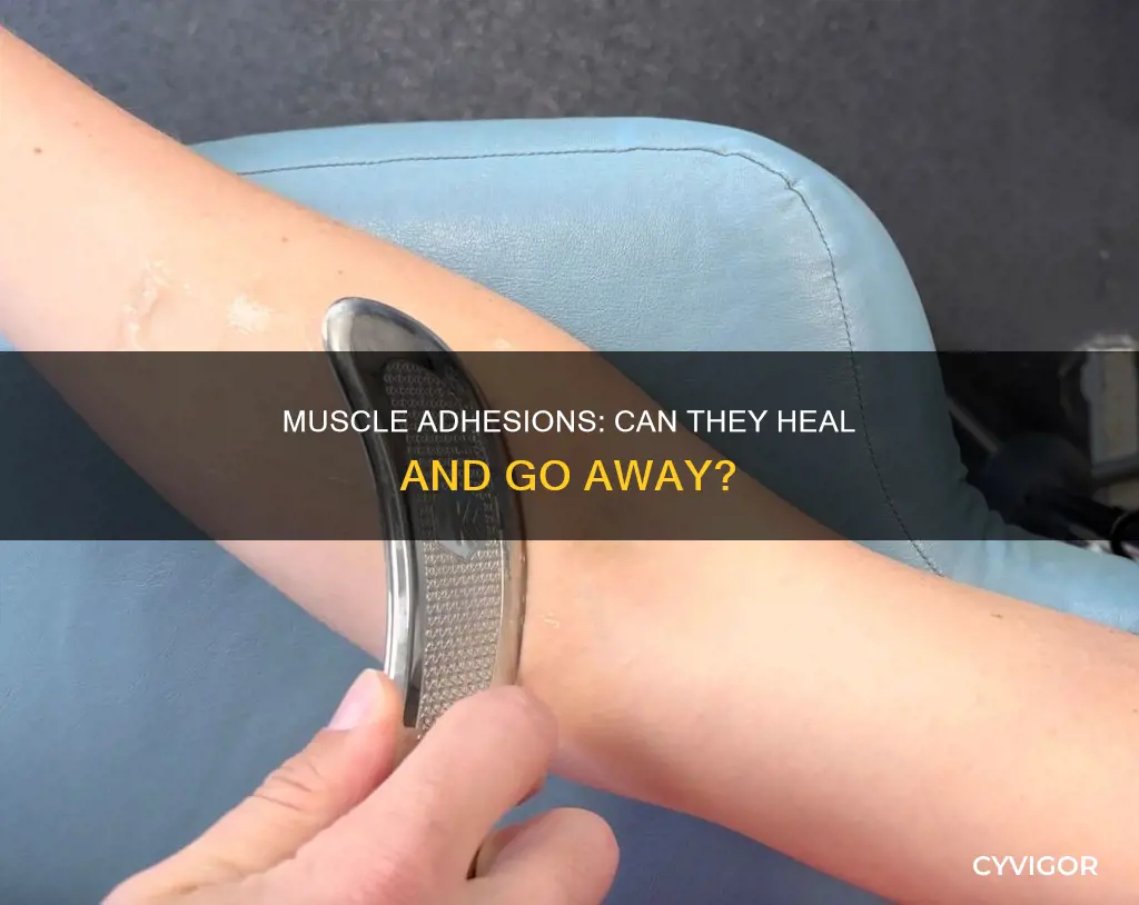 do muscle adhesions go away