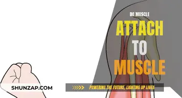 The Mystery of Muscles: Do They Attach to Each Other?