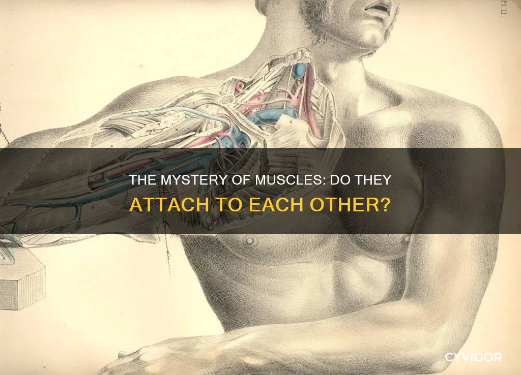 do muscle attach to muscle