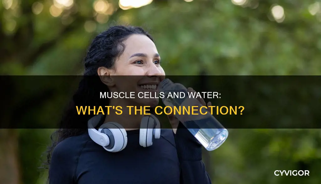 do muscle ccells contain water