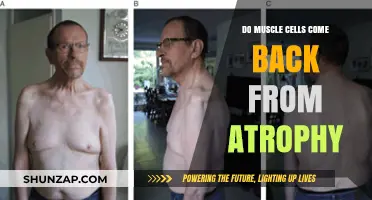 Reviving Strength: The Comeback of Muscle Cells from Atrophy