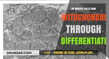 Muscle Cell Mitochondria: Role of Differentiation in Energy Production