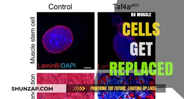 Muscle Cell Regeneration: The Science Behind Replacement and Repair