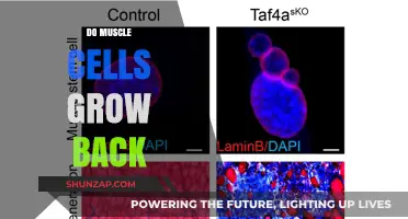 Rebuilding Strength: The Science Behind Muscle Cell Regeneration