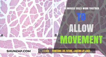 How Muscle Cells Collaborate to Enable Seamless Movement and Coordination