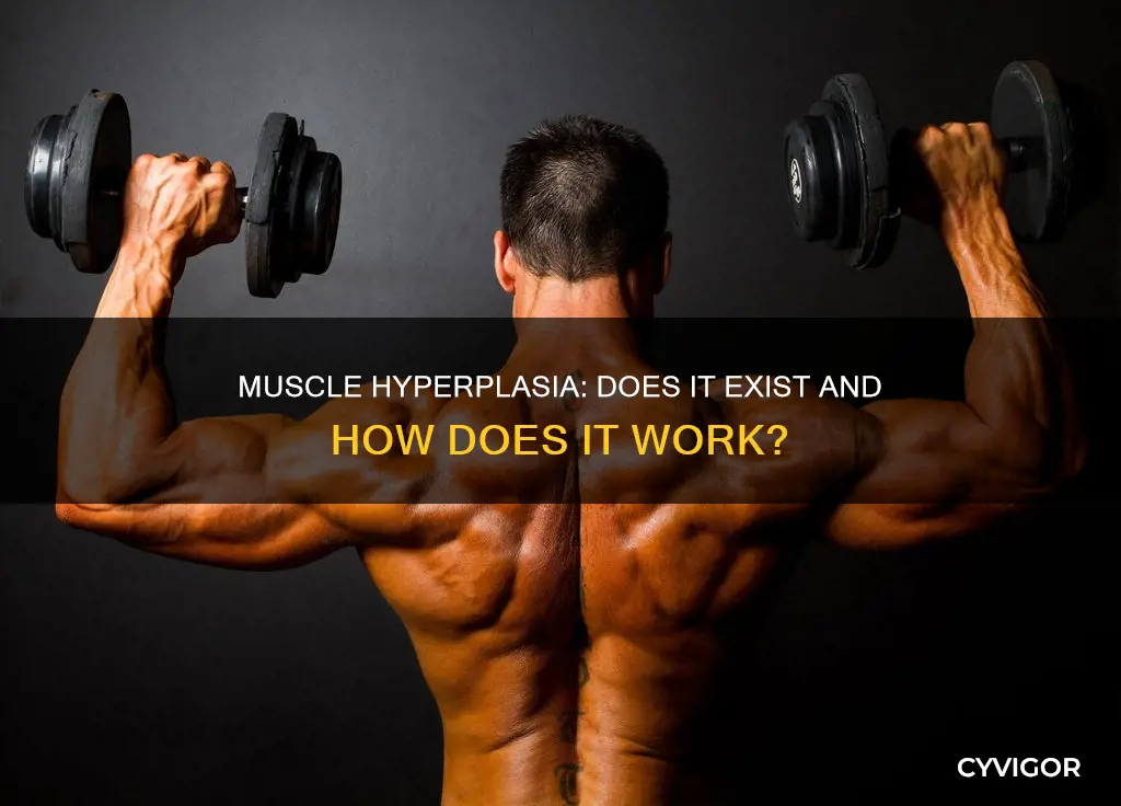 do muscle do hyperplasia