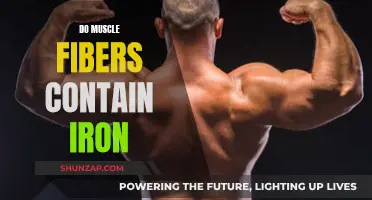 Muscle Fibers and Iron: What's the Connection?