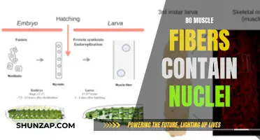 Muscle Fibers and Their Nuclear Mystery