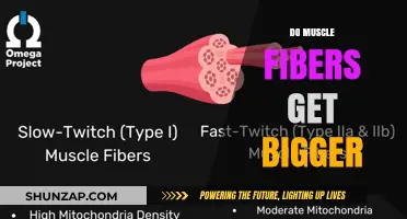 Unleashing Growth: The Science Behind Muscle Fiber Hypertrophy