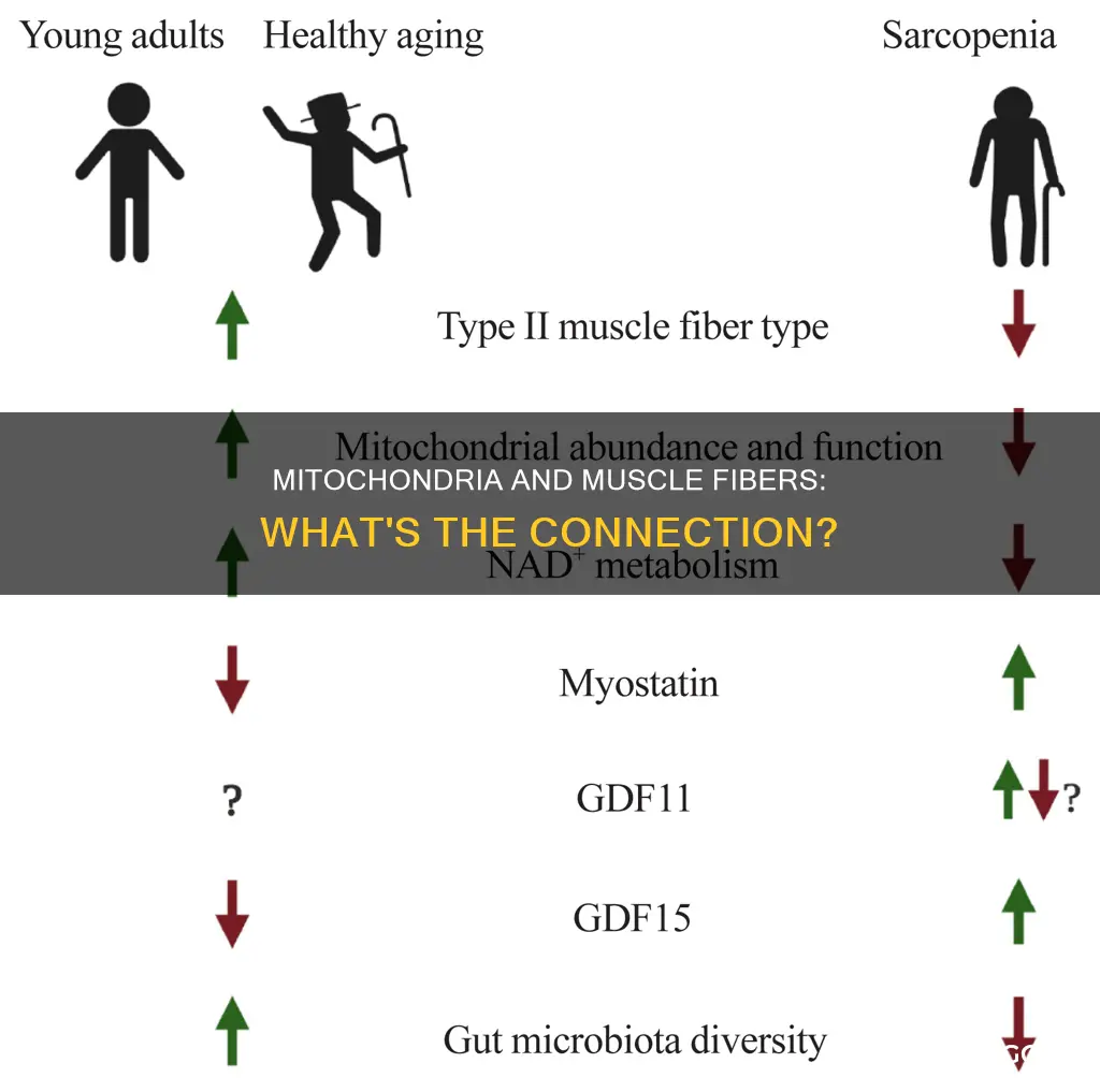 do muscle fibers have mitochondria