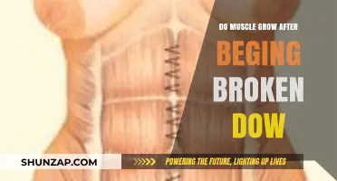 Muscle Growth Post-Breakdown: Understanding Repair and Rebuilding Process