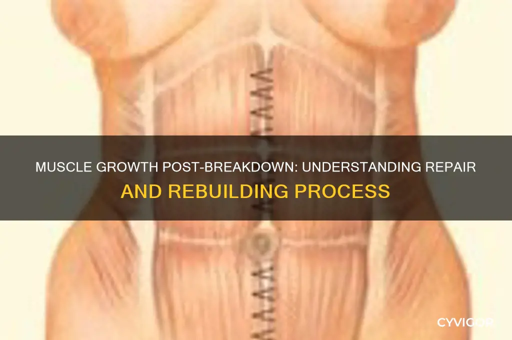 do muscle grow after beging broken dow