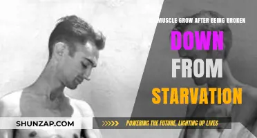 Muscle Recovery Post-Starvation: Can Broken-Down Tissues Regrow Effectively?