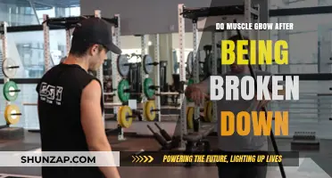 Muscle Breakdown to Growth: Understanding Post-Workout Recovery and Hypertrophy