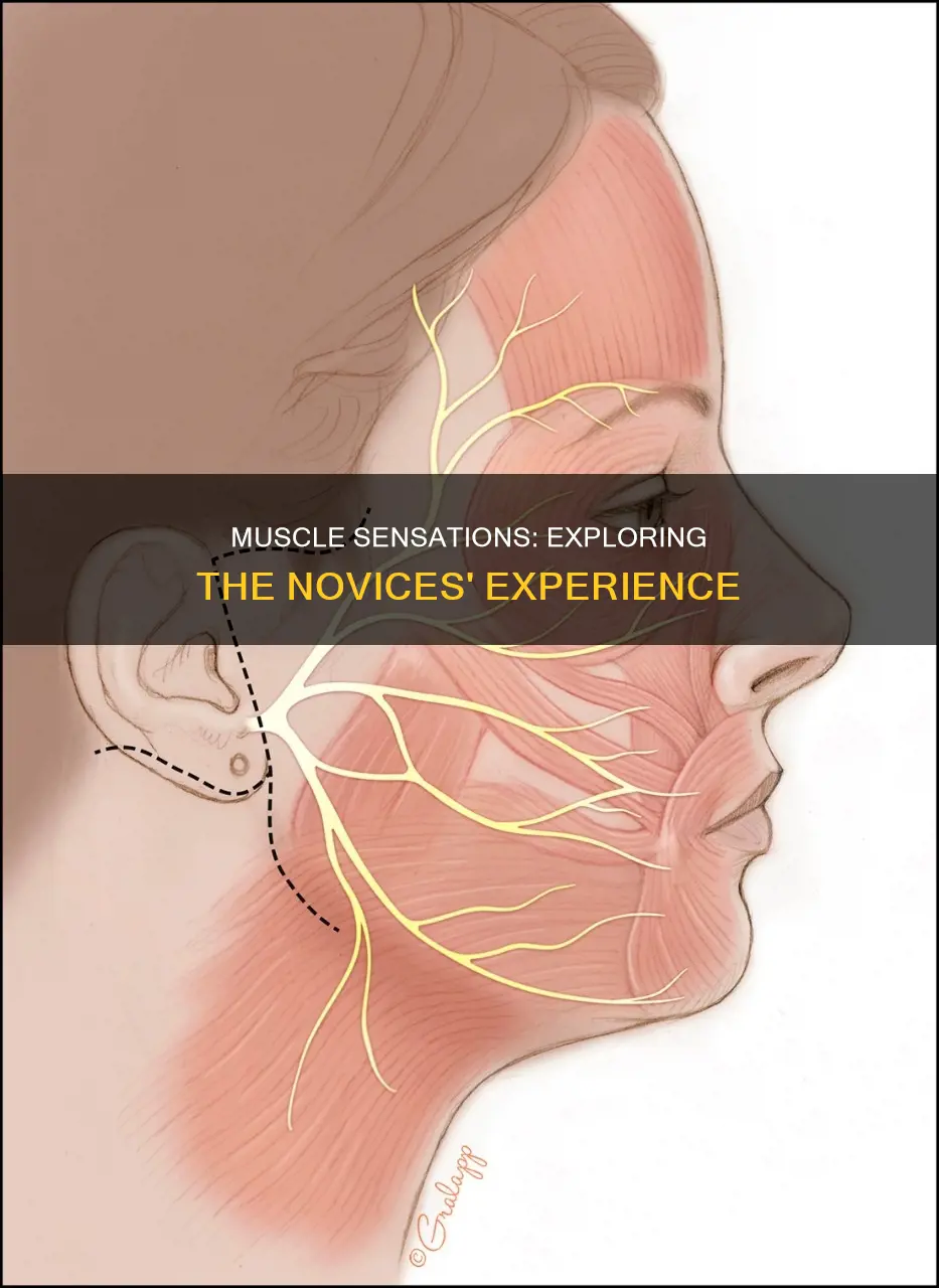 do muscle have noviceptors