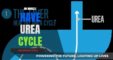Muscle Tissue and Urea Cycle: What's the Link?