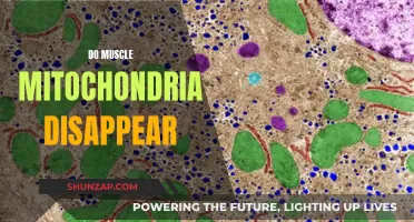 Muscle Mitochondria: Can They Vanish?