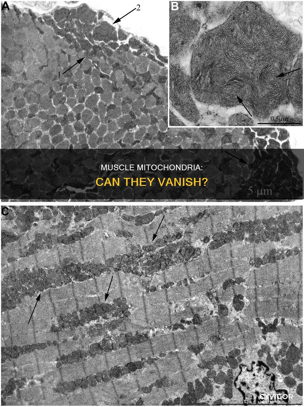 do muscle mitochondria disappear