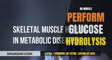 Muscle Metabolism: Glucose Hydrolysis and Energy Source