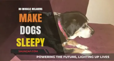Do Muscle Relaxers Make Dogs Sleepy? A Pet Owner's Guide