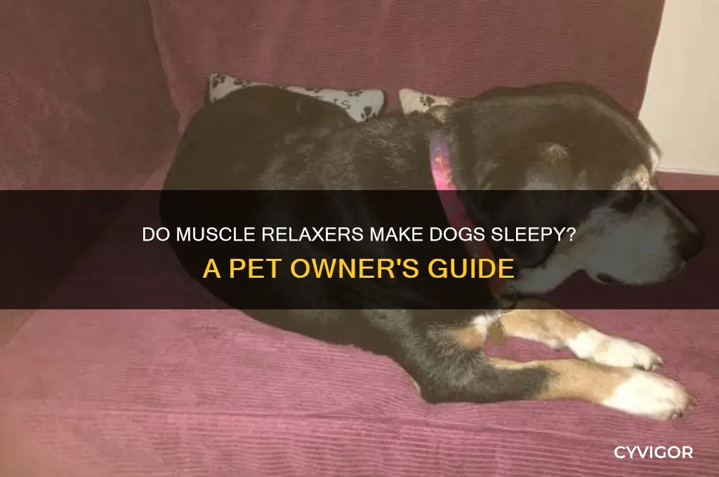 do muscle relaxers make dogs sleepy