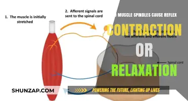 Understanding Muscle Spindles: Contract or Relax?