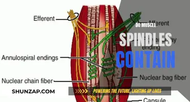 What Exactly Do Muscle Spindles Contain?