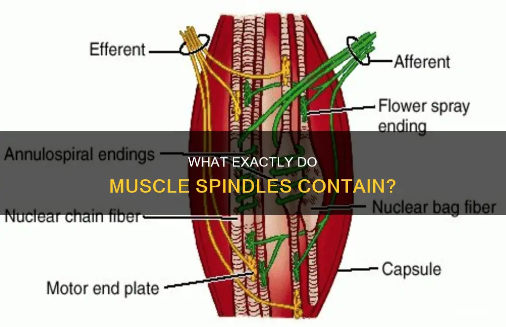 do muscle spindles contain