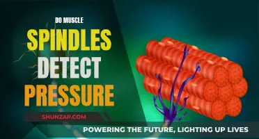 Understanding Muscle Spindles: Pressure Detection and Response