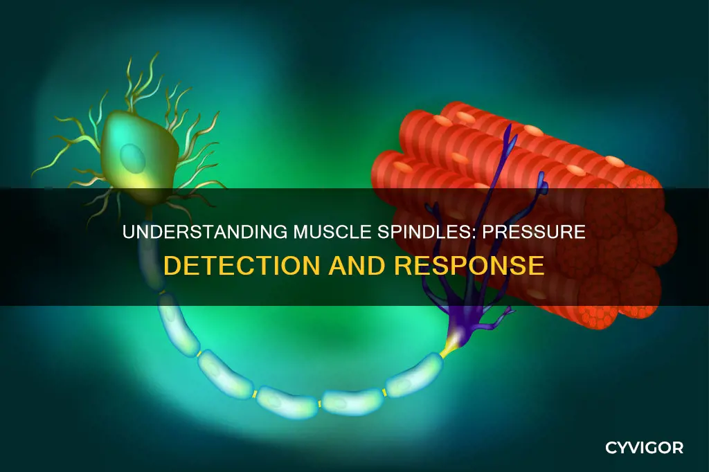 do muscle spindles detect pressure