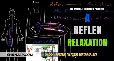 Muscle Spindles and Reflex Relaxation: Unraveling the Mechanism