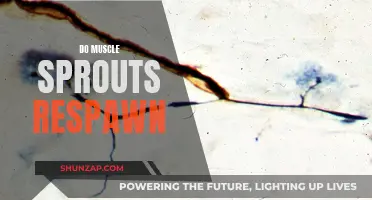 Muscle Sprouts: Can They Regenerate and How?